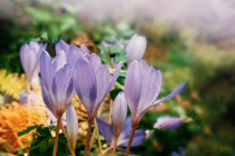 Poisonous Plants You Can Find in Your Own Backyard