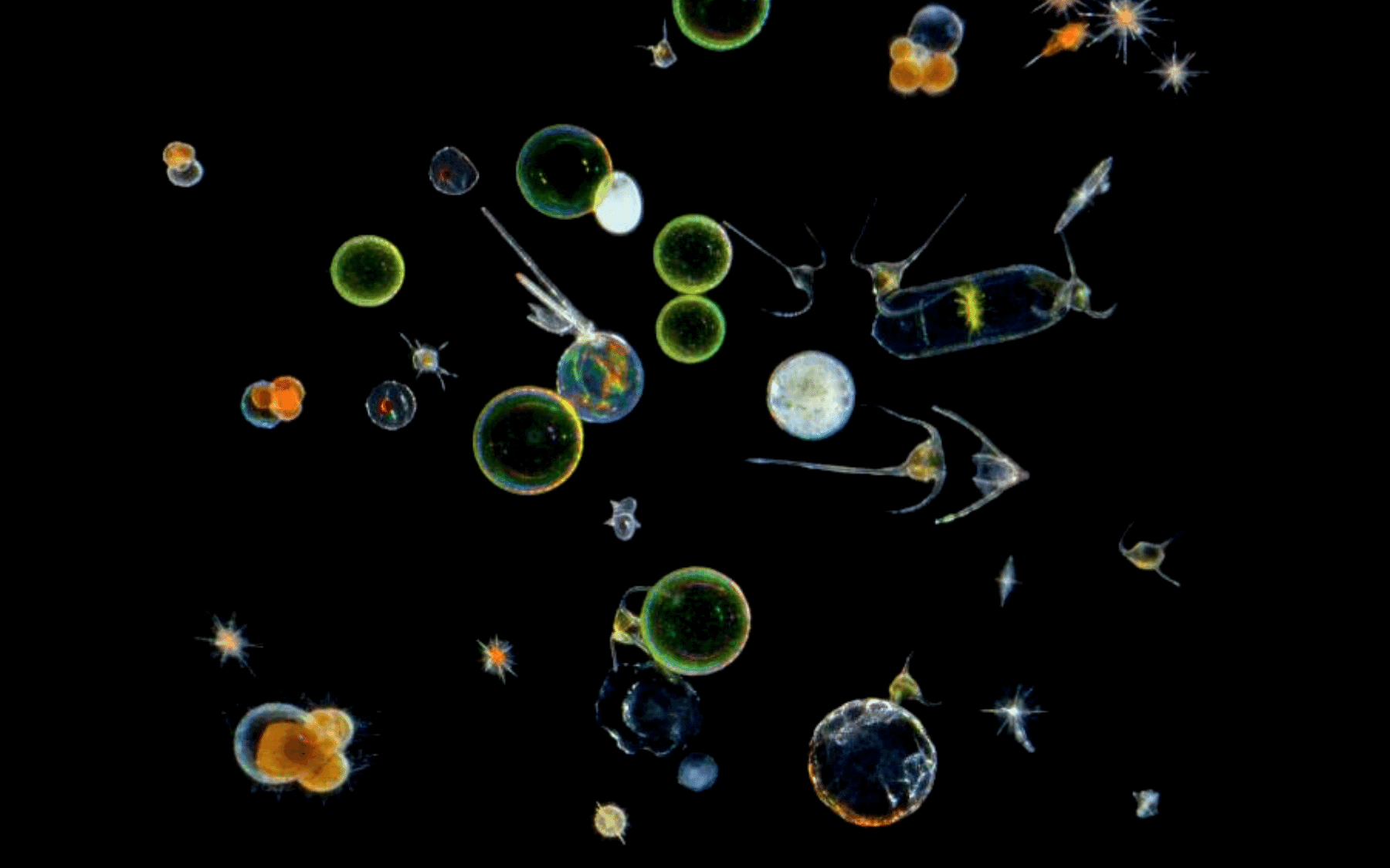 Плактон. Зоопланктон и фитопланктон. Океанический планктон. Планктонные ракообразные. Фитопланктон питается.