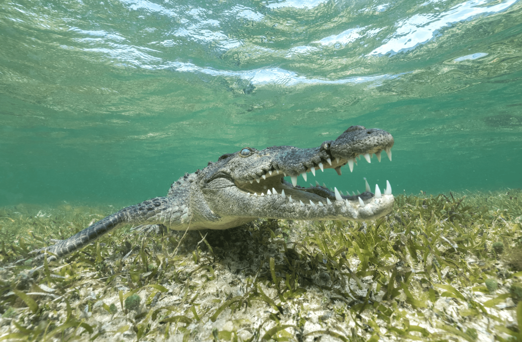 Wildlife Photographers Who Risked Their Lives For The Perfect Shot ...