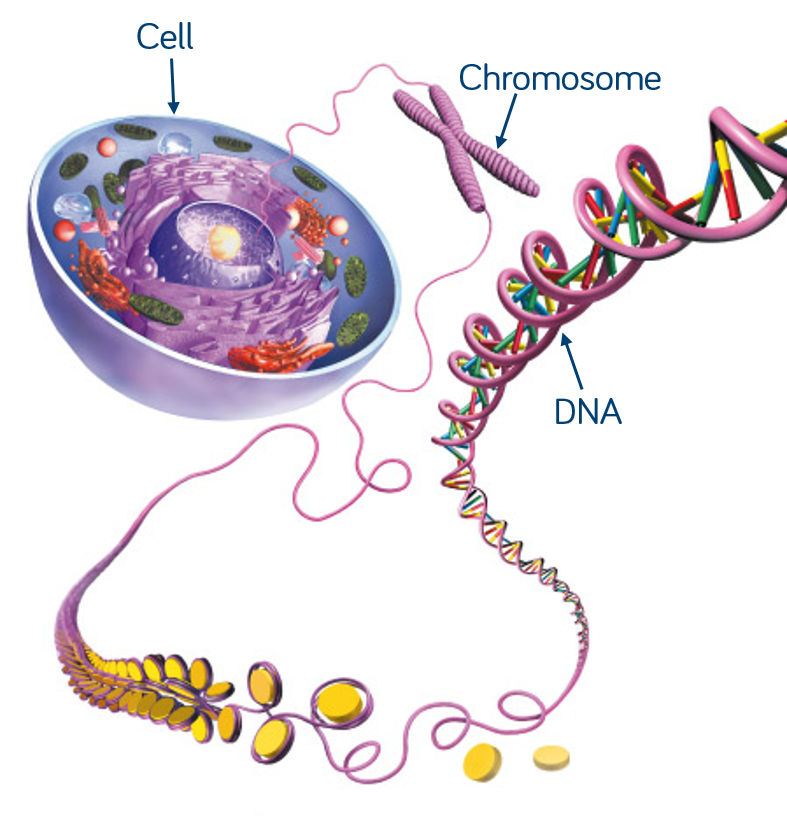 Значение клетки днк. Клетка ядро хромосома ДНК. ДНК В ядре клетки. Клетка ядро хромосома ДНК ген. Строение клетки ДНК человека.