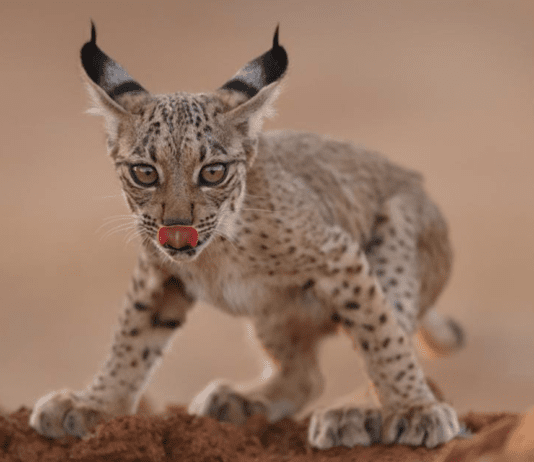 Rare Wildlife Photographs of Threatened Species