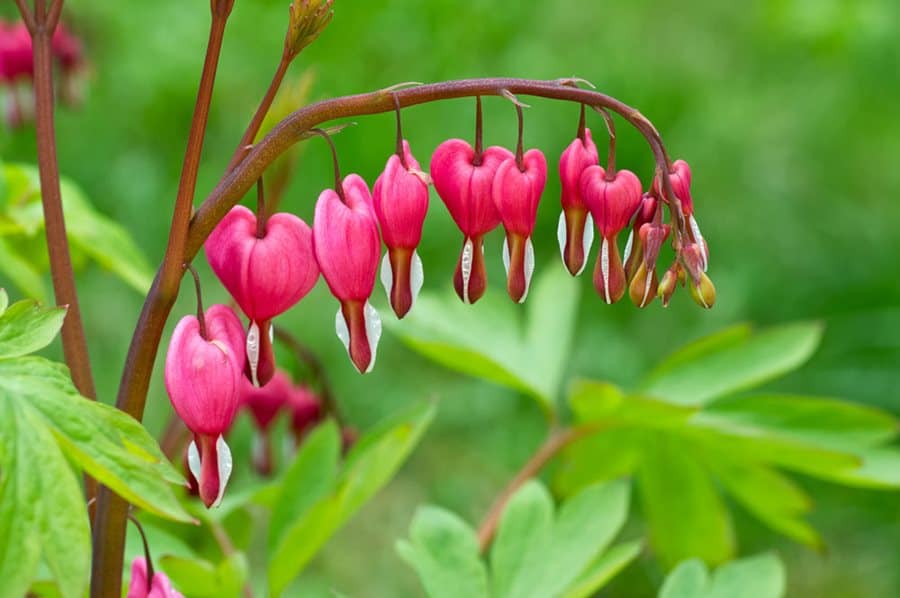 40 Perennials for the Best Summer Garden