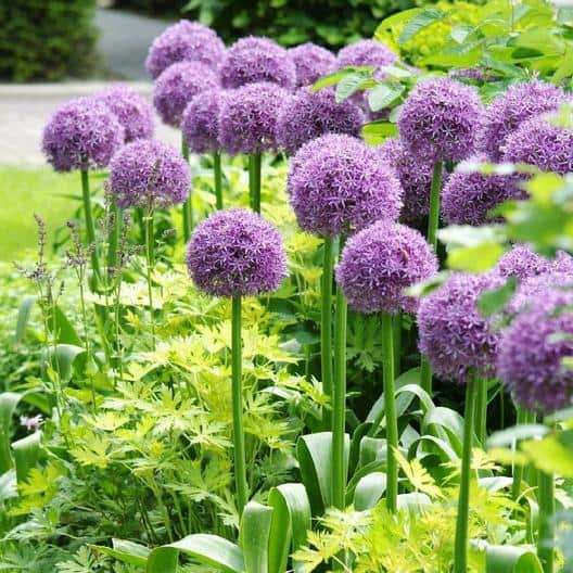 40 Perennials for the Best Summer Garden