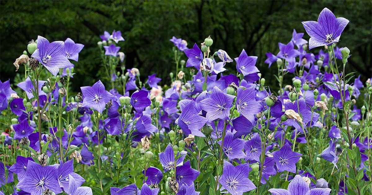 40 Perennials for the Best Summer Garden