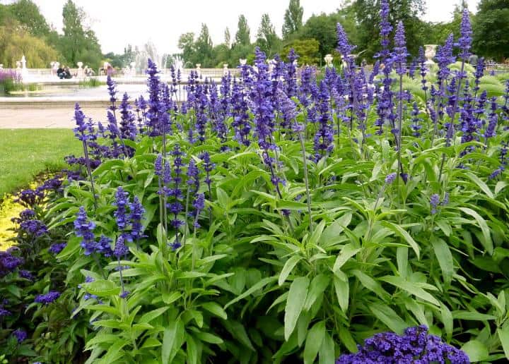 40 Perennials for the Best Summer Garden