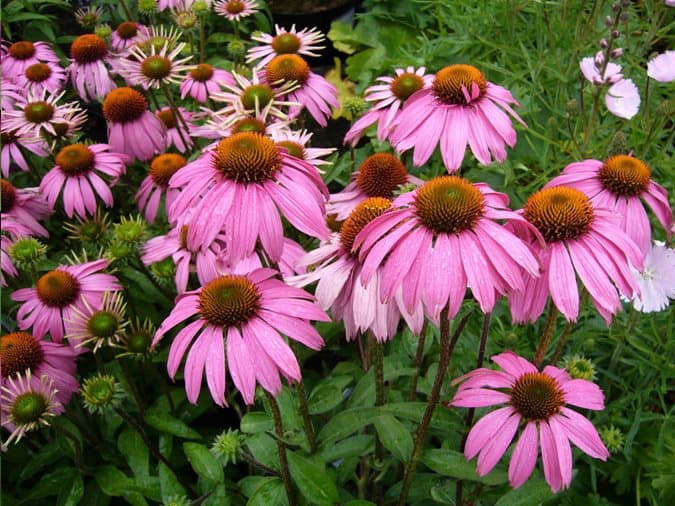 40 Perennials for the Best Summer Garden