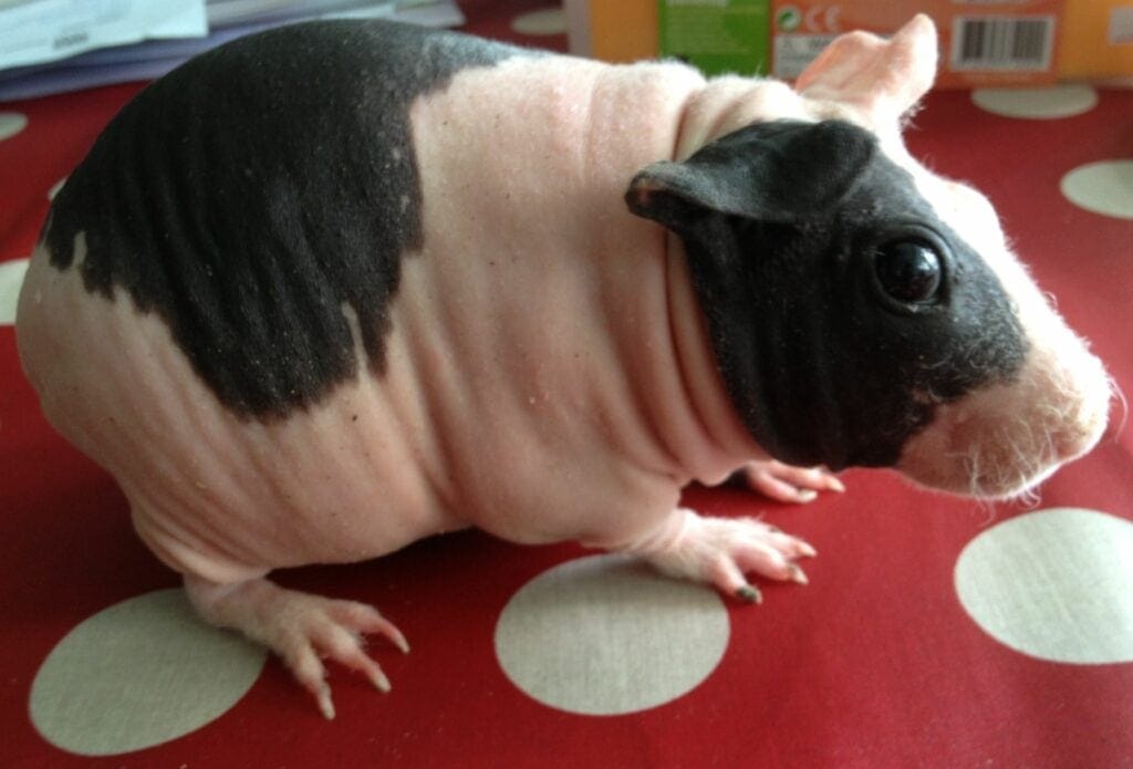 Amazing Anomalies: Rare Genetic Anomalies that Make Pets Remarkably Beautiful