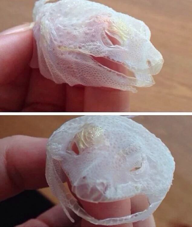 These Unbelievable Pictures Will Have You Questioning Reality