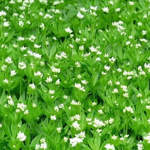 40 Perennials for the Best Summer Garden