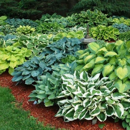 40 Perennials for the Best Summer Garden