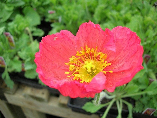 40 Perennials for the Best Summer Garden