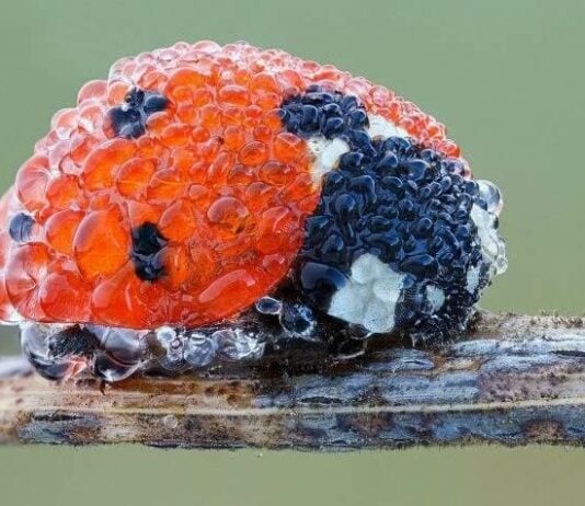 These Unbelievable Pictures Will Have You Questioning Reality