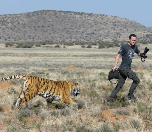 Wildlife Photographers Who Risked Their Lives For The Perfect Shot