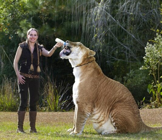 These Record-Breaking Animals Defy Science