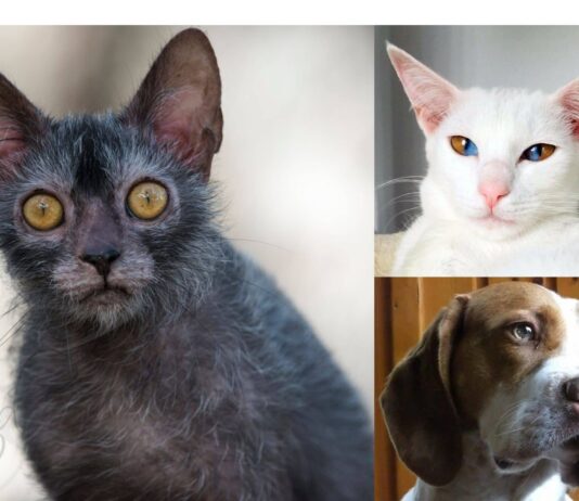 Amazing Anomalies: Rare Genetic Anomalies that Make Pets Remarkably Beautiful