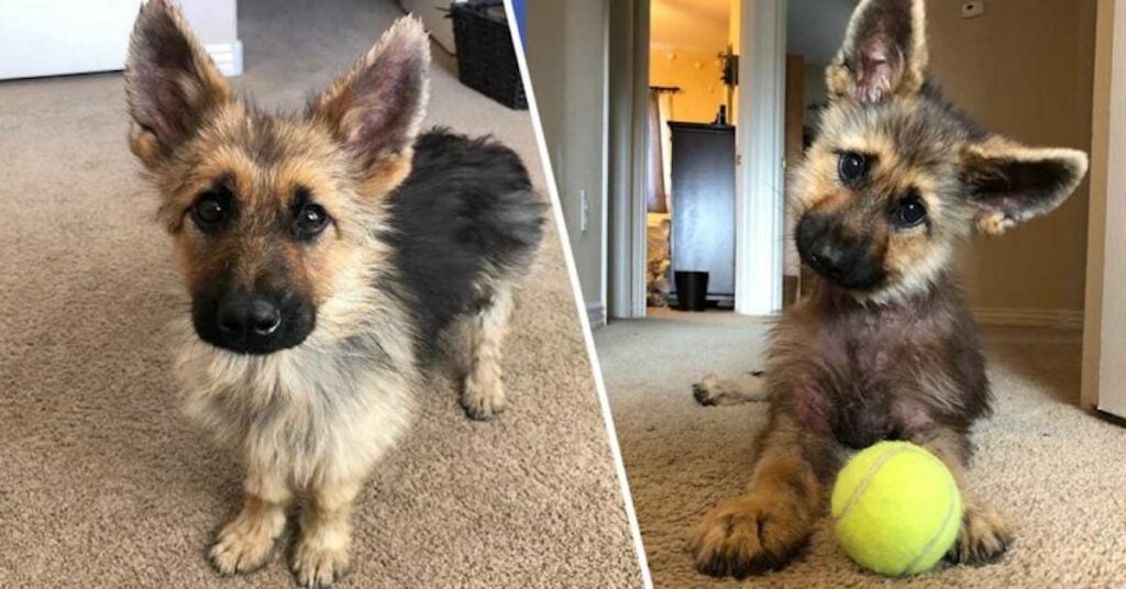 Amazing Anomalies: Rare Genetic Anomalies that Make Pets Remarkably Beautiful