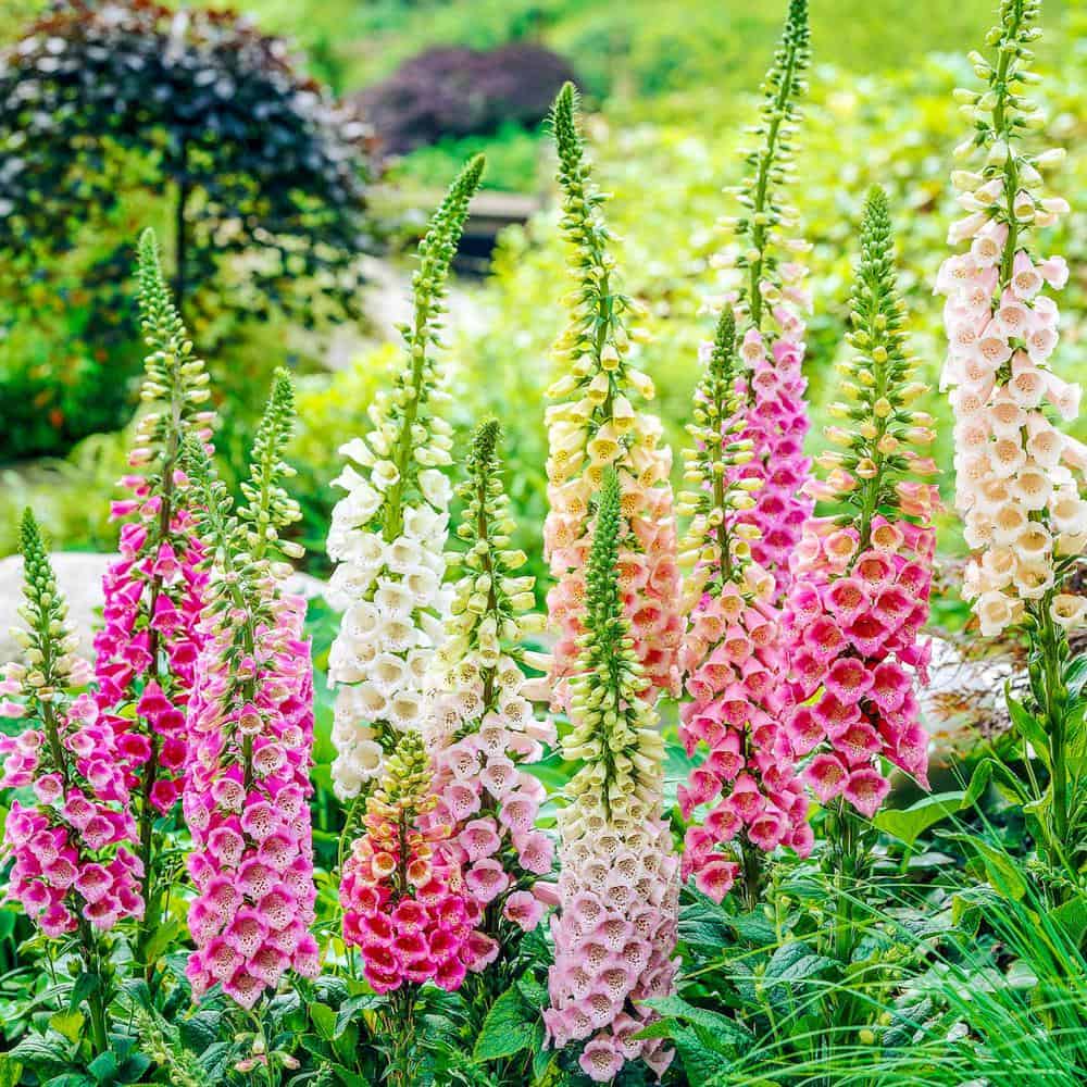 40 Perennials for the Best Summer Garden