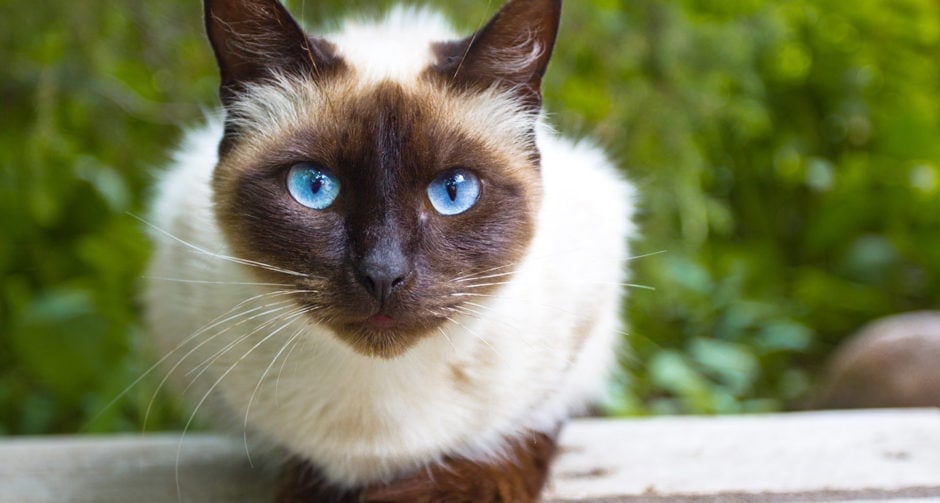 Amazing Anomalies: Rare Genetic Anomalies that Make Pets Remarkably Beautiful