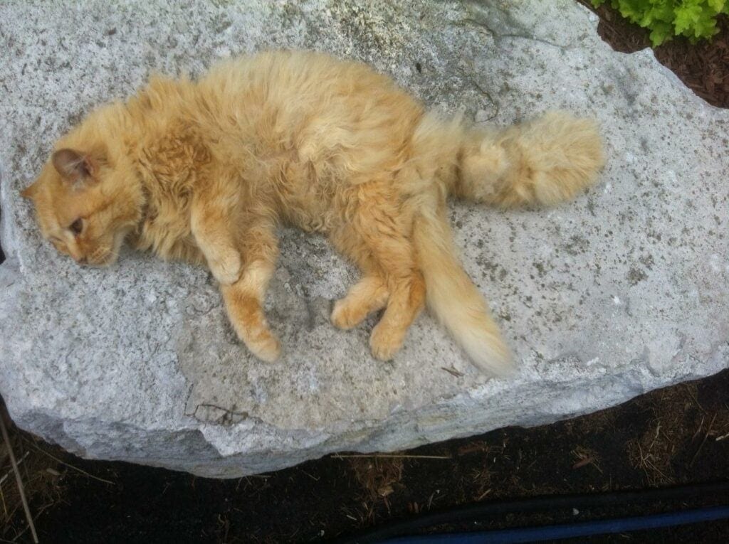 Amazing Anomalies: Rare Genetic Anomalies that Make Pets Remarkably Beautiful