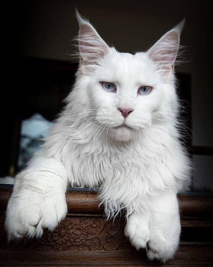 Amazing Anomalies: Rare Genetic Anomalies that Make Pets Remarkably Beautiful