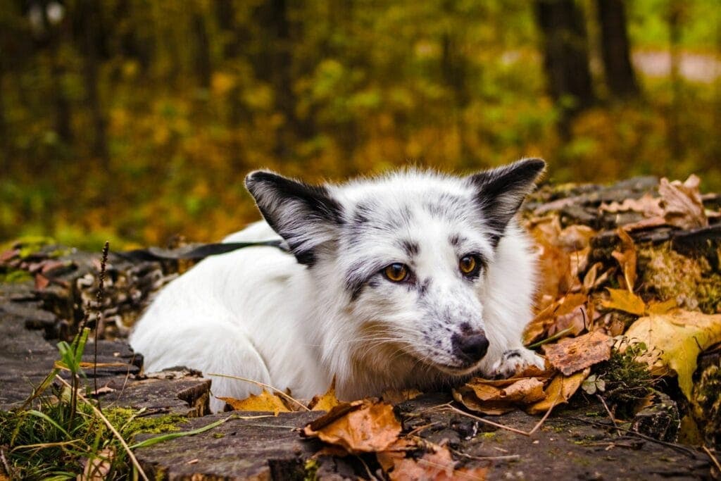 Amazing Anomalies: Rare Genetic Anomalies that Make Pets Remarkably Beautiful