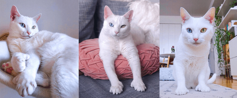 Amazing Anomalies: Rare Genetic Anomalies that Make Pets Remarkably Beautiful