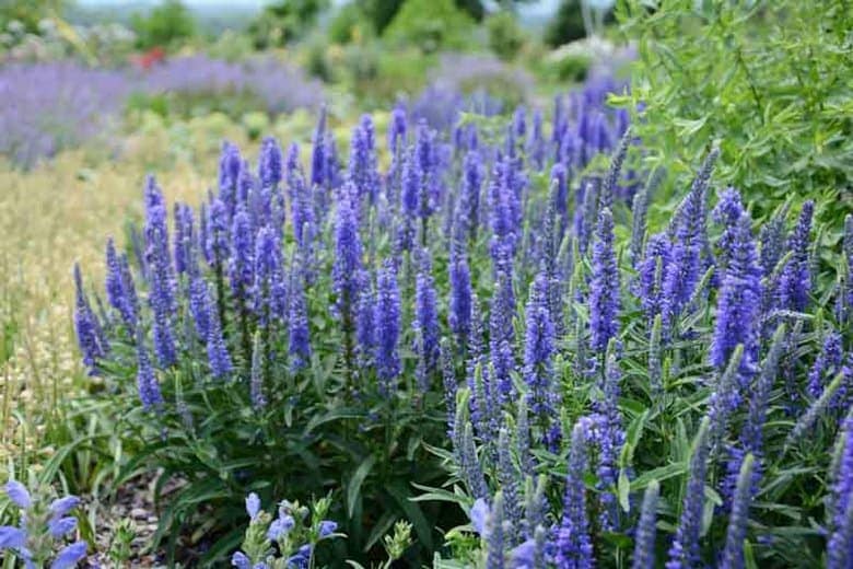 40 Perennials for the Best Summer Garden