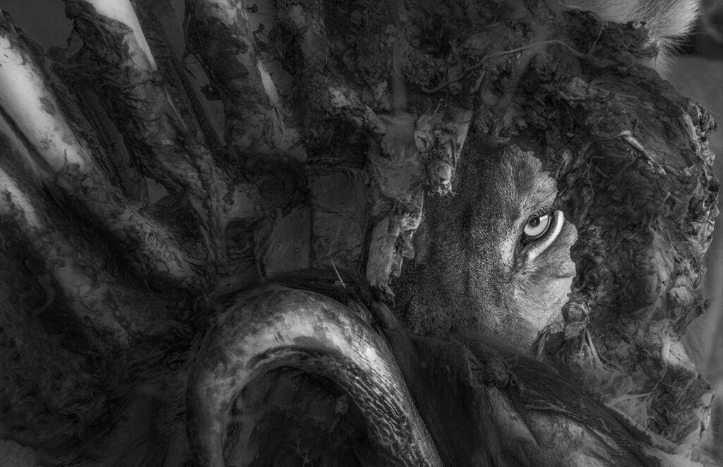 Wildlife Photographers Who Risked Their Lives For The Perfect Shot