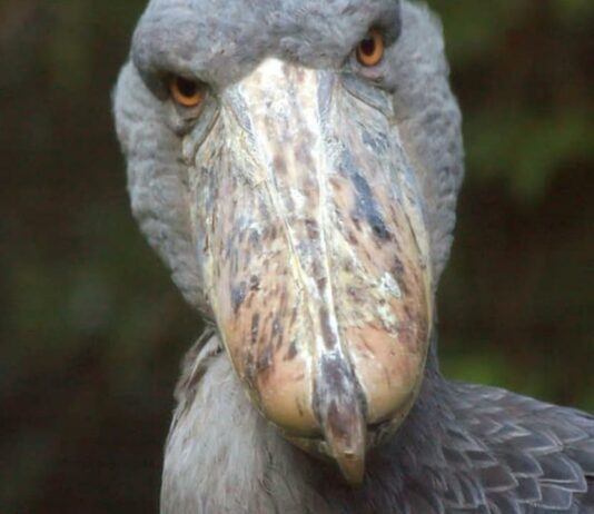 The Most Extreme Birds On The Planet