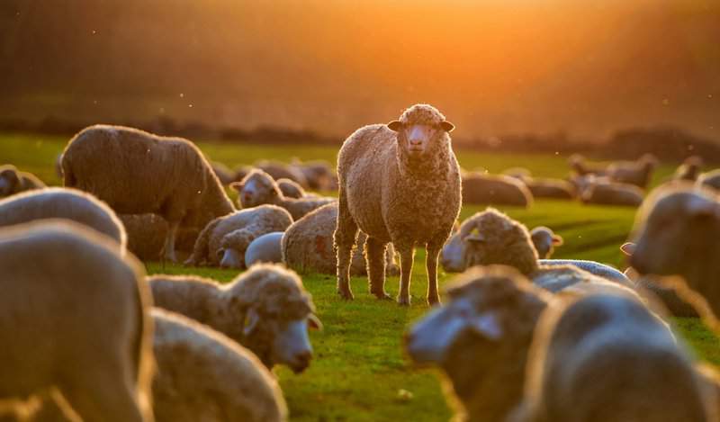 Animals That Inspired Scientists To Do Incredible Things