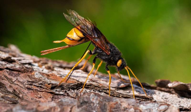 Animals That Inspired Scientists To Do Incredible Things