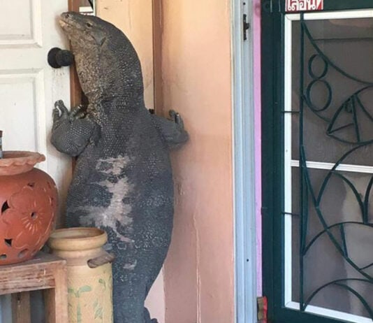 Nightmare Creatures That Invaded People’s Homes