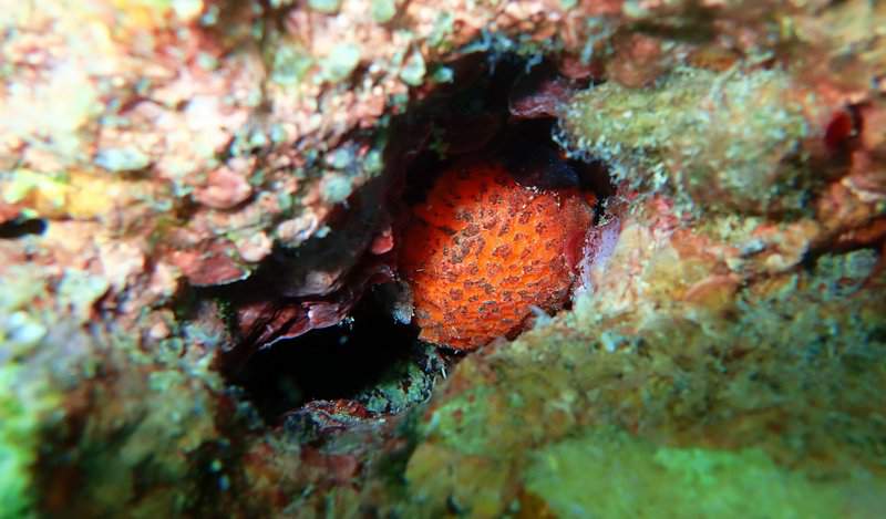 Animals That Inspired Scientists To Do Incredible Things