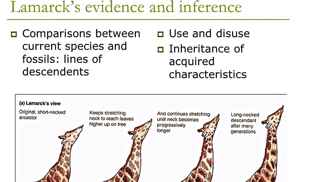 Lamarck Evolution