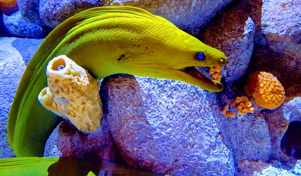 Forget Marvel—These Real Animals Have Rear Superpowers