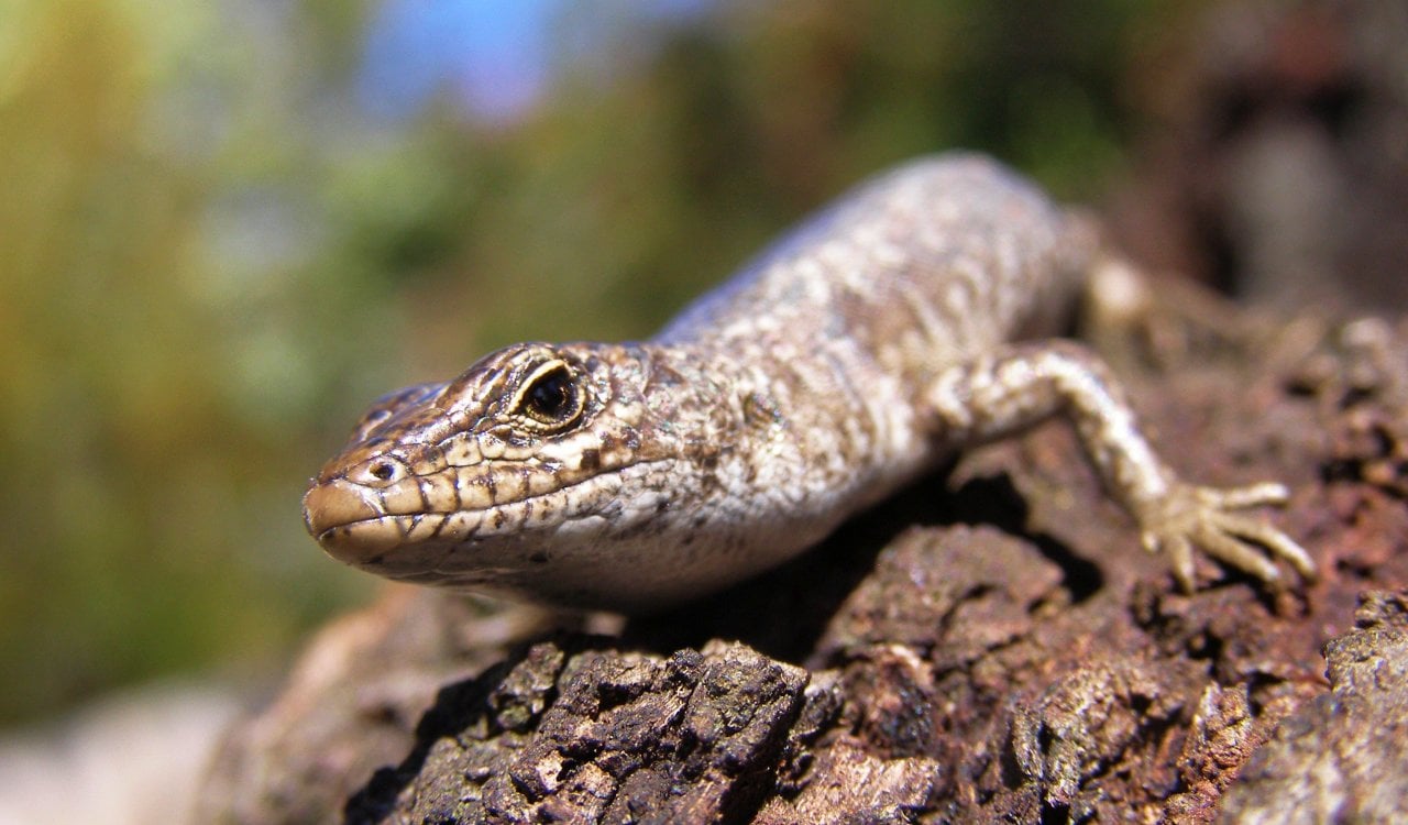 Spotted Snow Skink