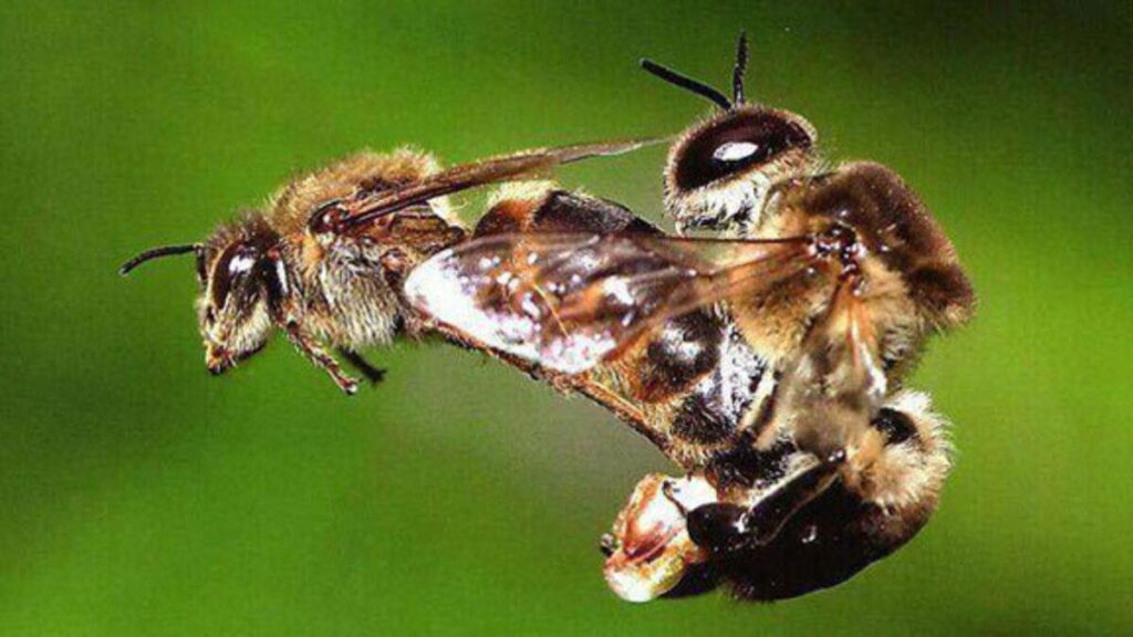 The Most Unusual Animal Courtship Rituals