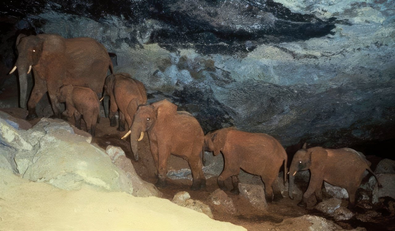 Kitum Cave Elephants