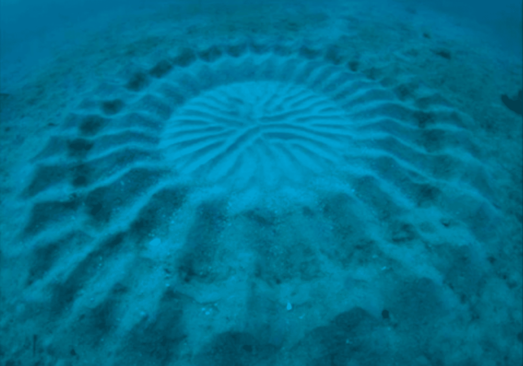 The Most Unusual Animal Courtship Rituals