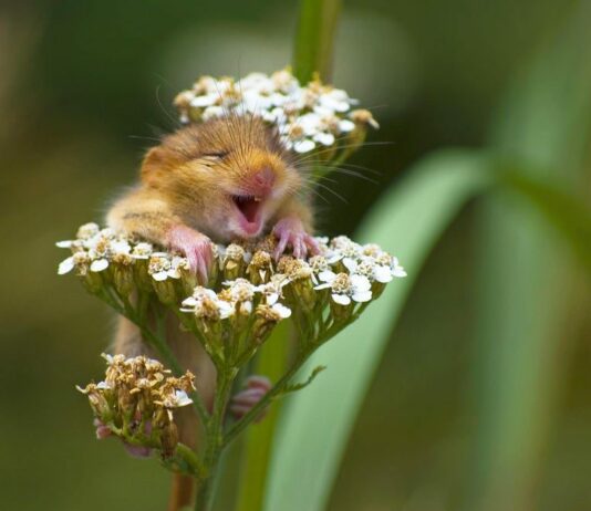 These Animals Are Living Their Best Lives, and It’s Adorable!