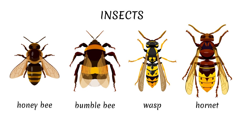 Bee vs bumblebee vs wasp vs hornet