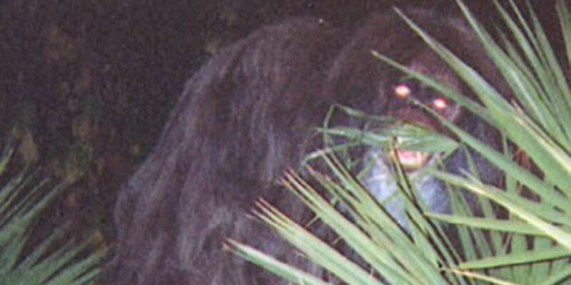 Rare Photos Of Cryptids People Truly Thought Were Real