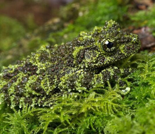 These Animals Have Mastered The Art Of Nature’s Camouflage