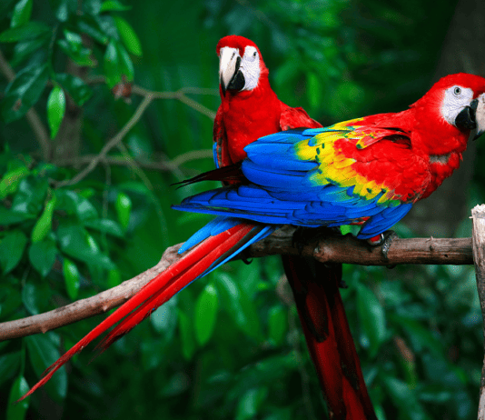 25 Incredible Bird Species Of The Amazon