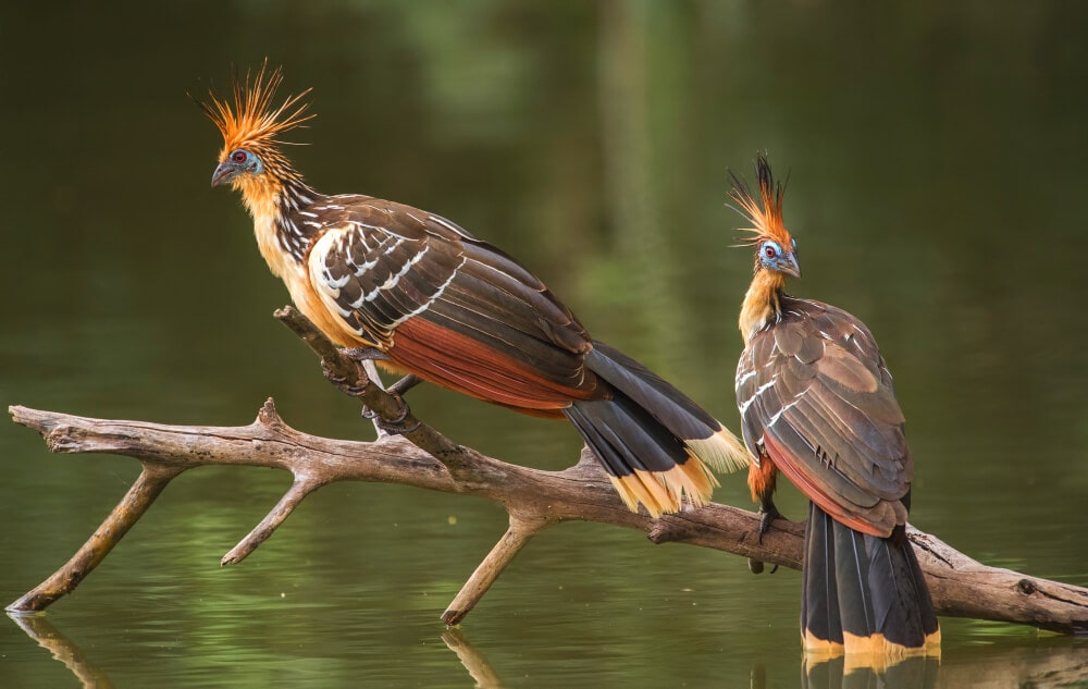 Two Hoatzins perched on a dead branch in water