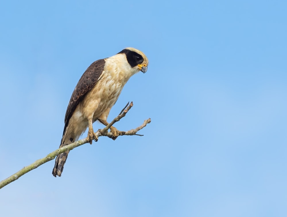 25 Incredible Bird Species Of The Amazon – Page 16 – Science Sensei