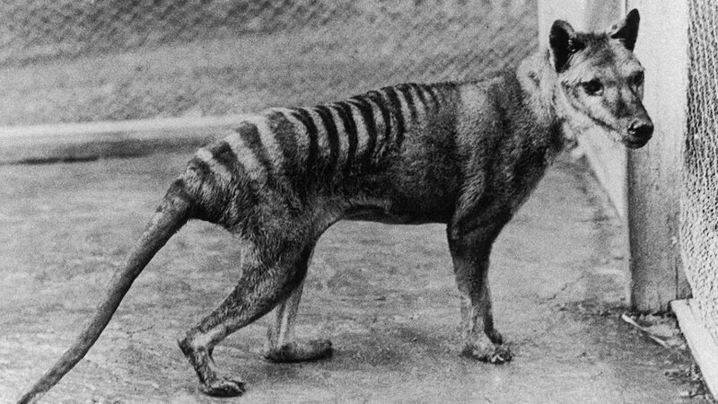 Facts About the Tasmanian Tiger &#038; The News That’s Changing Everything