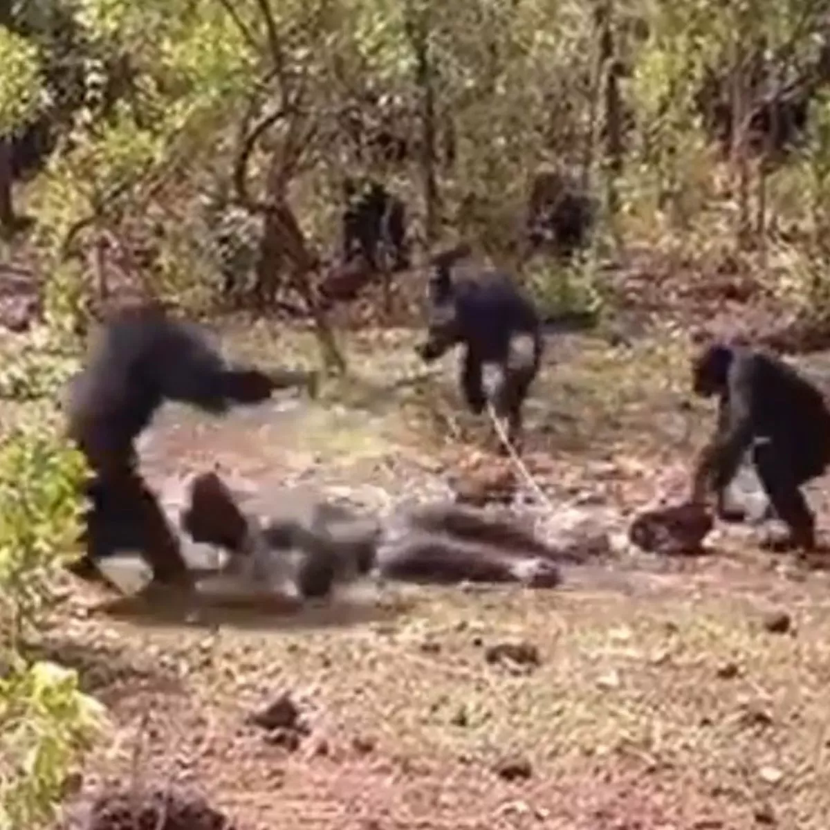 Chimp Fucks Frog