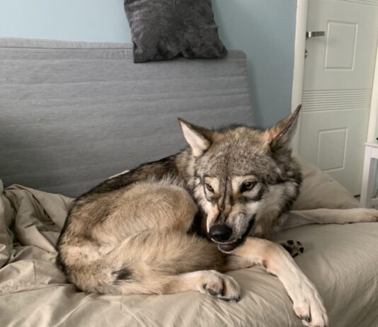 Pets That Cause The Most Injuries To Their Owners