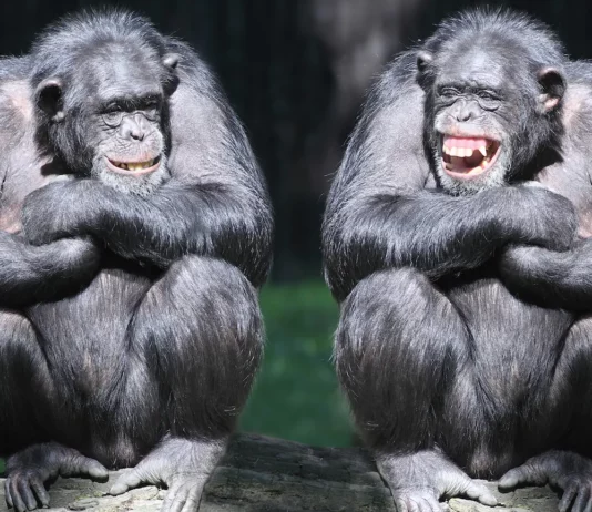 Brutal Facts About Chimpanzees